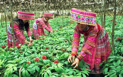 文山三七粉價格